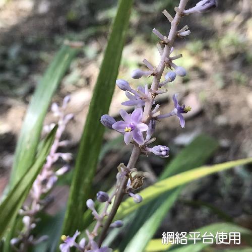 Liriope spicata (Thunb.) Lour.???