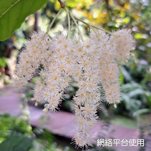 Homalium cochinchinensis (Lour.) Druce???