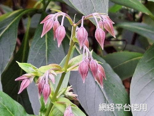 Trichodesma calycosum Collett & Hemsl.???