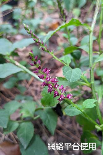 Veronicastrum loshanense Tien T. Chen & F. S. Chou?????