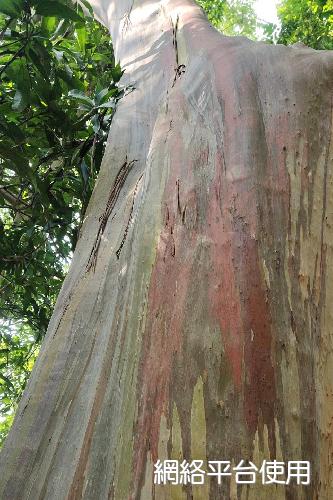 Eucalyptus deglupta Blume???