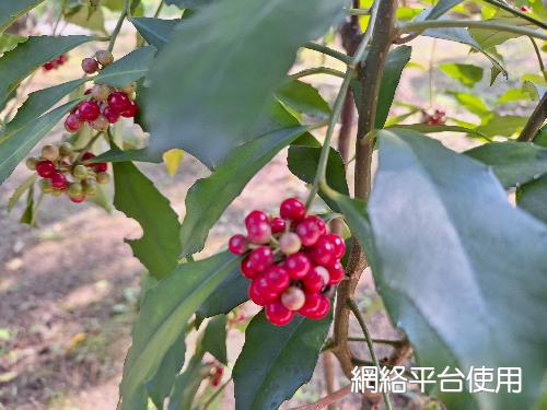 Ardisia cornudentata Mez???