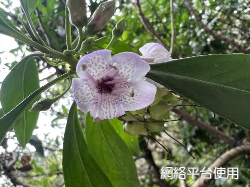 Myoporum bontioides (Sieb. & Zucc.) A. Gray???