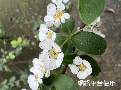 Spiraea prunifolia Siebold & Zucc. var. pseudoprunifolia (Hayata) Li???