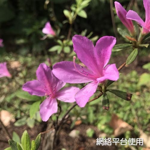 Rhododendron kanehirae Wilson