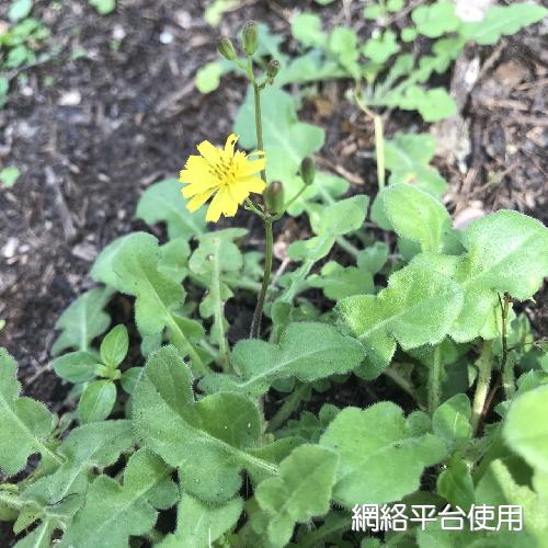 <I>Youngia</I> <I>japonica</I> (L.) DC. subsp. <I>formosana</I> (Hayata) Kitamure ?????