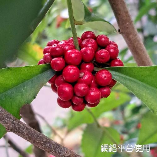 Ardisia cornudentata Mez???