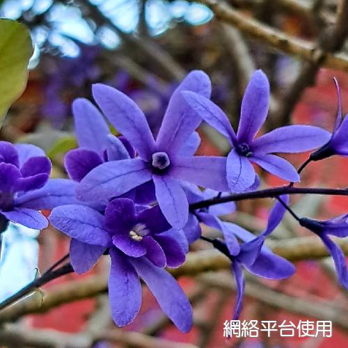 Petrea volubilis Jacq.???