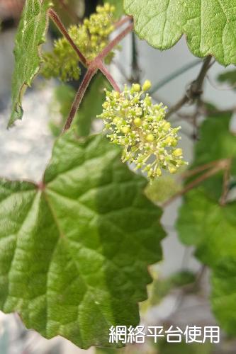 Vitis sinocinerea W. T. Wang????