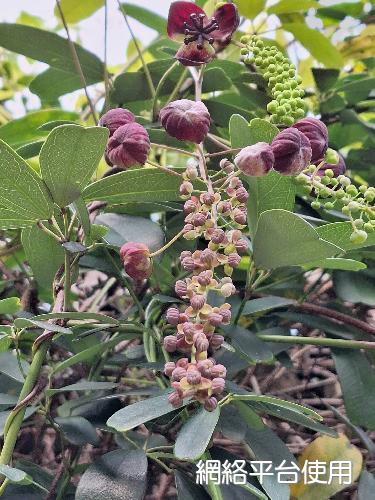 Akebia longeracemosa Matsum.????