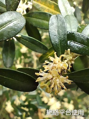 Buxus harlandi Hance????