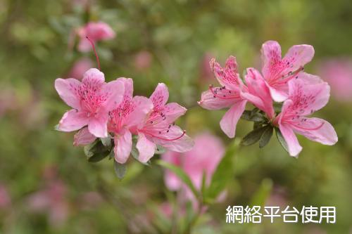 Rhododendron kanehirae Wilson