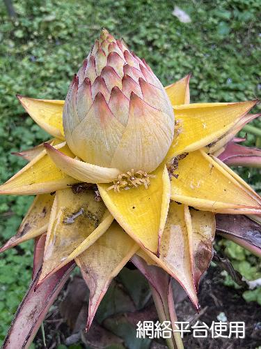 Musella lasiocarpa (Franch.) H. W. Li????