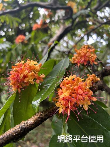 <I>Saraca</I> <I>asoca</I> (Roxb.) De Wilde&nbsp;?????