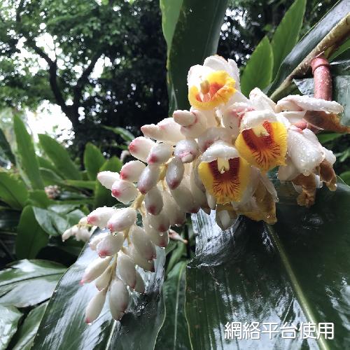 Alpinia tonrokuensis Hayata????