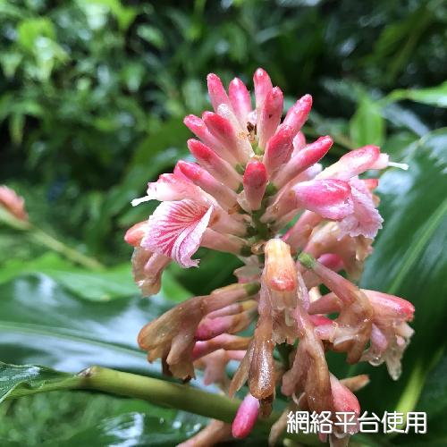 Alpinia ilanensis S. C. Liu & J. C. Wang????