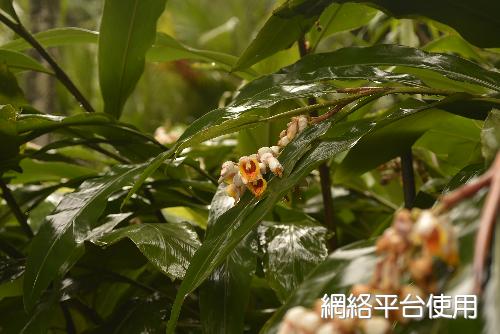 Alpinia tonrokuensis Hayata????