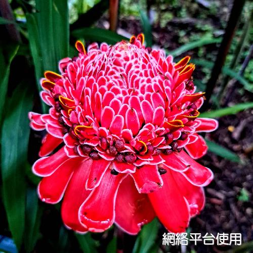 Etlingera elatior (Jack) R. M. Sm.???