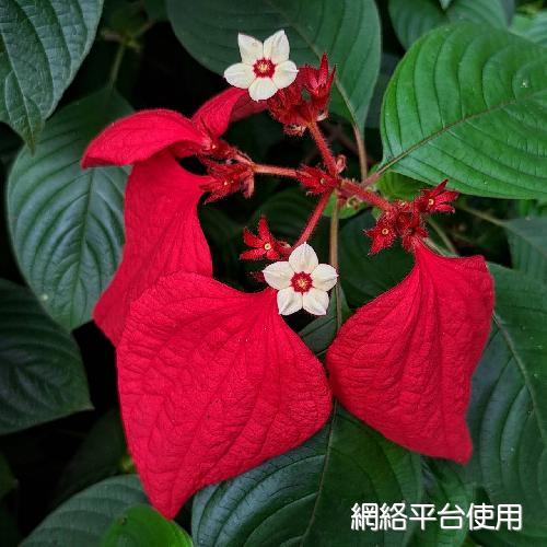 Mussaenda erythrophylla Schumach & Thonn.?????