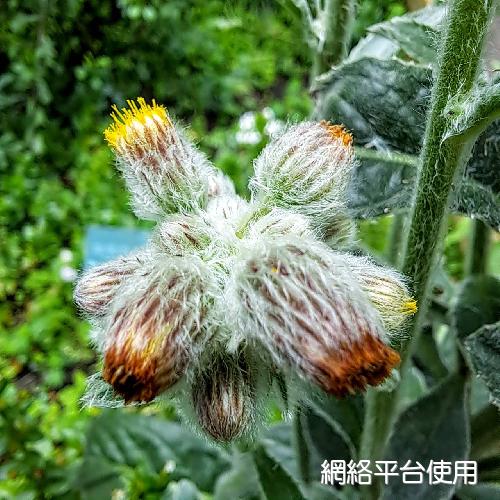 <I>Blumea</I> <I>hieracifolia</I> (D. Don) DC. ???