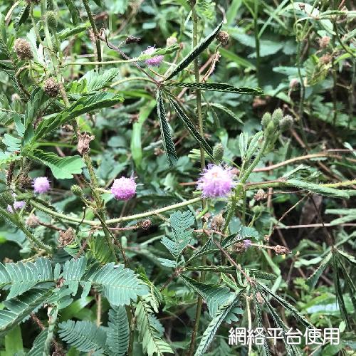 Mimosa pudica L.???