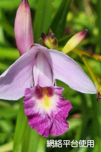 Arundina graminifolia (D. Don) Hochrentiner???