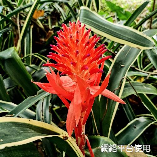 Billbergia pyramidalis (Sims) Lindl.????