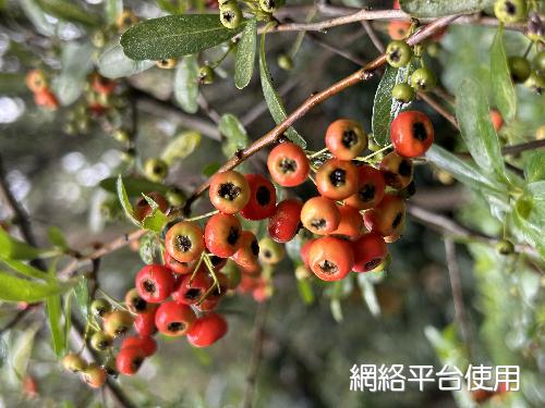 <I>Pyracantha</I> <I>crenulata</I> (D. Don) M. Roem.&nbsp;?????