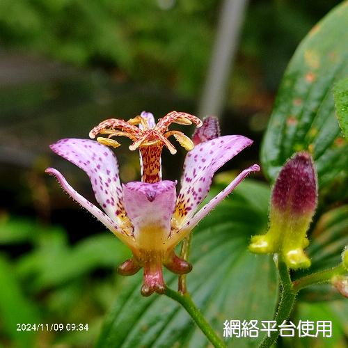 Tricyrtis formosana Bak.?????
