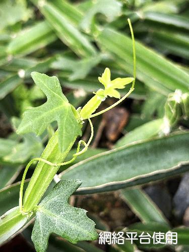 <I>Cissus</I> <I>cactiformis</I> Gilg 