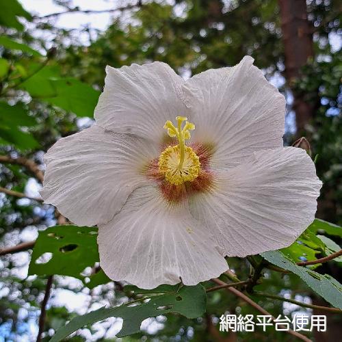 <I>Hibiscus</I> <I>taiwanensis</I> S. Y. Hu ???