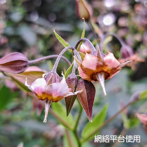 Trichodesma calycosum Collett & Hemsl.???