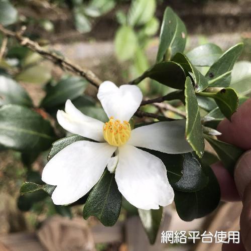 Camellia hengchunensis C. E. Chang????