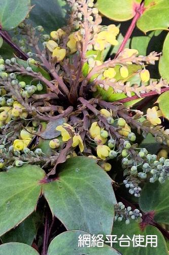 Mahonia oiwakensis Hayata???????