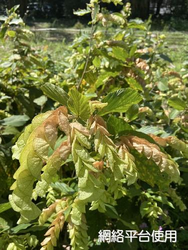 Flemingia strobilifera (L.) R. Br. ex Ait.????