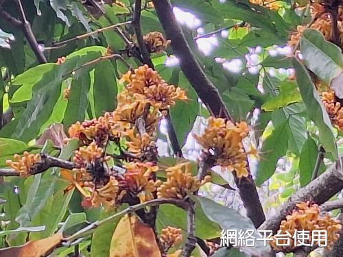 Saraca asoca (Roxb.) De Wilde?????