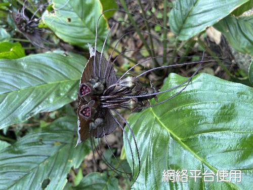 Tacca chantrieri Andre???