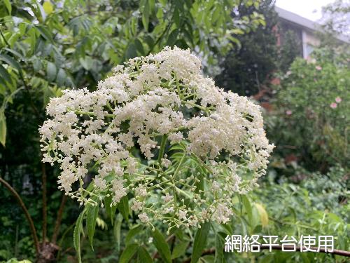 Sambucus williamsii Hance???