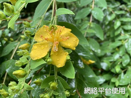 Hypericum formosanum Maxim.?????
