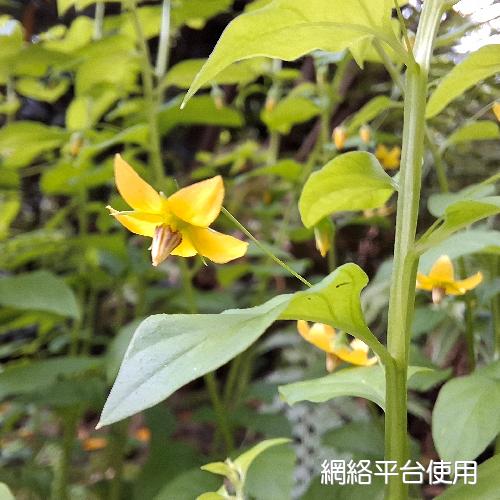 Lysimachia capillipes Hemsl.???