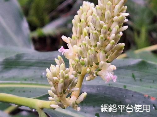 Alpinia flabellata Ridl.????