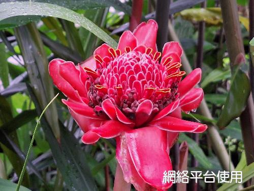 Etlingera elatior (Jack) R. M. Sm.???