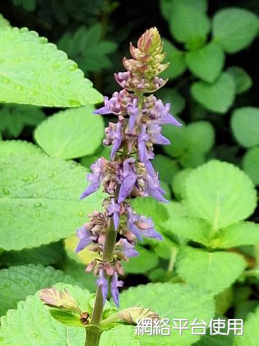 Coleus formosanus Hayata??????