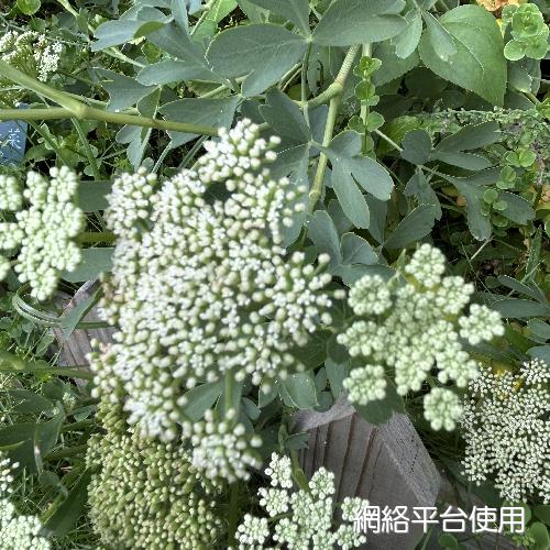 Peucedanum japonicum Thunb.????