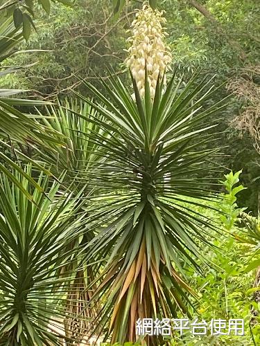 Yucca gloriosa L.????