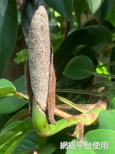 Rhaphidophora liukiuensis Hatsushima???