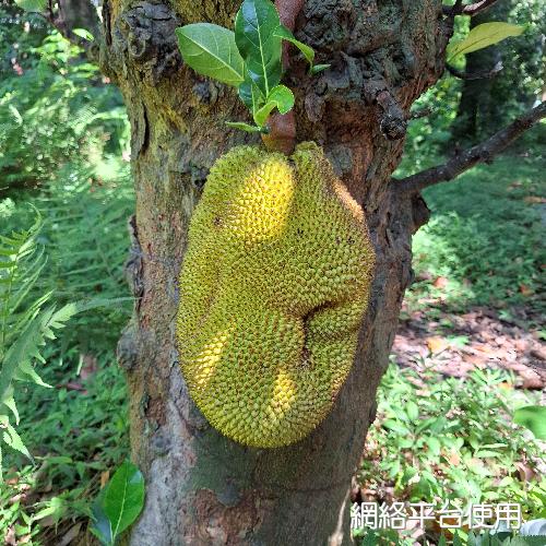 Artocarpus heterophyllus Lam.???