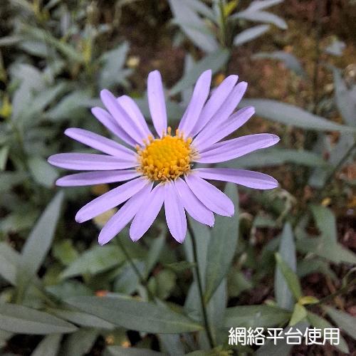 Aster indicus L.???