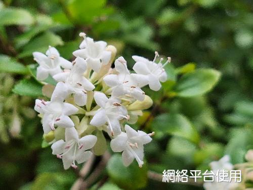 Abelia chinensis R. Br. var. ionandra (Hayata) Masamune?????