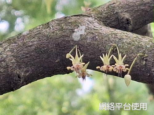 Theobroma cacao L.???